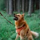 Ein glücklicher, flauschiger orangefarbener Hund mit einem braunen Geschirr sitzt in einem üppigen grünen Wald, schaut nach oben mit offenem Mund und wedelndem Schwanz.