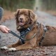 Ein brauner Hund mit einem schwarzen Geschirr sitzt auf einem Waldweg, während eine Person eine an das Geschirr befestigte Leine hält.