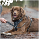Ein brauner Hund mit einem schwarzen Geschirr sitzt auf einem Waldweg, während eine Person eine an das Geschirr befestigte Leine hält.