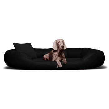 Großes schwarzes Hundebett mit erhöhten Seiten und Kissen, darin liegt ein brauner Hund vor weißem Hintergrund.