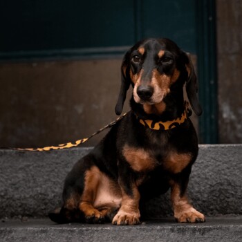 Ein schwarzer und brauner Dackel sitzt auf Steinstufen und trägt ein gelb-schwarzes Leopardenmuster-Halsband und eine Leine.