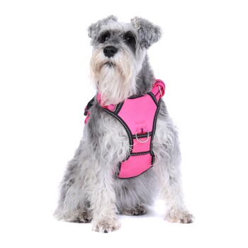 Ein grauer Schnauzer, der ein leuchtend pinkes Geschirr trägt, sitzt vor einem weißen Hintergrund und zeigt sein flauschiges Fell und seinen aufmerksamen Ausdruck.