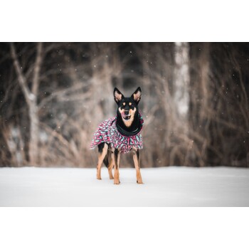Ein schwarz-brauner Hund, der einen bunten gemusterten Mantel trägt, steht im Schnee, leckt sich die Lippen, mit einem verschwommenen Wald im Hintergrund.
