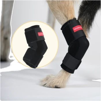 Hund trägt eine schwarze Beinorthese mit rotem Etikett am Hinterbein, vor weißem Hintergrund gezeigt.