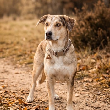 Mittelgroßer hellbrauner Hund steht auf einem mit Blättern bedeckten Weg und trägt ein gemustertes beiges Halsband mit Quastenanhänger; Gesicht verschwommen.