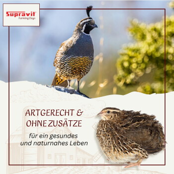 Gemischte Vogelsamen mit Vogelsilhouette und deutschem Text, der gentechnikfrei, ohne künstliche Zusatzstoffe und sojafrei angibt.