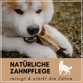 Eine Nahaufnahme des Mauls eines Hundes, der ein Kauspielzeug hält, mit dem Text "NATÜRLICHE ZAHNPFLEGE" und "reinigt & stärkt die Zähne" darunter.