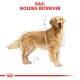 Illustratie van een Golden Retriever met afmetingen en annotaties, getiteld 'RAS: GOLDEN RETRIEVER' bovenaan.