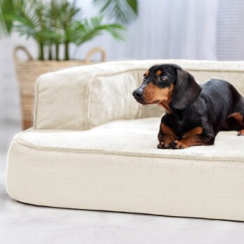 Ein schwarz-brauner Dackel liegt auf einem plüschigen, cremefarbenen Haustierbett in einem hellen, gemütlichen Raum mit Pflanzen im Hintergrund.