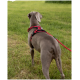 Ein grauer Hund, der ein rotes Geschirr und eine Leine trägt, steht auf grünem Gras und schaut in die Ferne.
