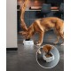 Ein brauner Hund frisst aus einer weißen Schüssel mit der Aufschrift "lionto" in einer modernen Küchenumgebung, mit einer Nahaufnahme der Schüssel, die Hundefutter zeigt.