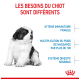 Un chiot noir et blanc duveteux sur un fond blanc avec un texte sur ses besoins et sensibilités uniques.