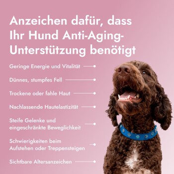 Anzeichen, dass Ihr Hund Anti-Aging-Unterstützung benötigt: geringe Energie, stumpfes Fell, trockene Haut, steife Gelenke, Mobilitätsprobleme, sichtbares Altern, mit einem glücklichen braunen Hund.
