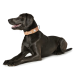 Ein schwarzer Hund liegt, trägt ein hellbraunes Halsband mit einem weißen Kreuz und schaut mit einem glücklichen Ausdruck zur Seite.