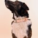 Eine Nahaufnahme eines braun-weißen Hundes, der ein stilvolles pinkes Halsband mit einer Metallschnalle trägt und nach oben schaut, vor einem sanften beigen Hintergrund.