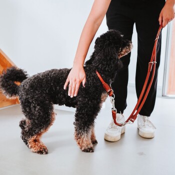 Eine Person streichelt sanft einen schwarzen, lockigen Hund, der ein braunes Ledergeschirr und eine Leine trägt, und auf einem hellen Boden steht.