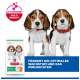 Zwei Beagle-Welpen neben einem Hill's Science Plan Welpenfuttersack; Badge "ACTIVBIOME+ MULTI BENEFIT" und Banner mit der Aufschrift "FÖRDERT EIN OPTIMALES WACHSTUM UND DAS IMMUNSYSTEM"