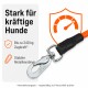 Hand hält eine orangefarbene Hundeleine, im Hintergrund sitzt ein schwarz-weißer Hund auf einem Waldweg.