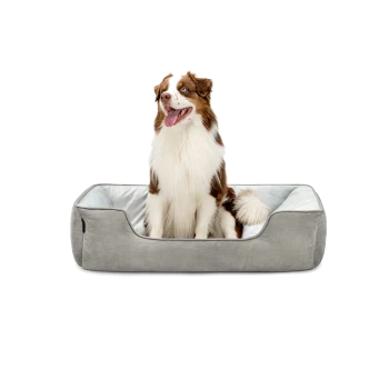 Ein glücklicher braun-weißer Australian Shepherd sitzt in einem plüschigen grauen Hundebett mit einem hellblauen Innenraum.
