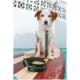 Ein Hund sitzt auf einem Paddleboard mit einer grünen Leine, umgeben von Wasser und einer weißen Wand im Hintergrund.