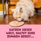 Cremefarbene langhaarige Katze frisst Nassfutter auf dem Boden; pinker Text: 'Katzen dieser Welt, haltet eure Zungen bereit...'