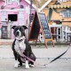 Schwarz-weißer Hund trägt ein rosa Halsband und Leine mit Herzmuster und sitzt auf dem Bürgersteig vor bunten Geschäften.