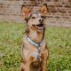 Ein glücklicher Hund mit braunem und schwarzem Fell sitzt auf grünem Gras, trägt ein hellblaues Geschirr und lächelt mit offenem Mund.