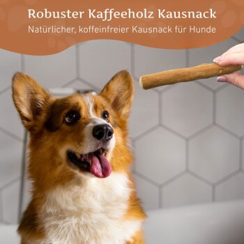 Golden Retriever schaut eifrig auf eine Hand, die einen Kaffeeholz-Kauspielzeug hält, mit dem Text "Robuster Kaffeeholz Kausnack" darüber.