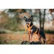 Ein schwarz-brauner Hund mit einem orangefarbenen Geschirr steht auf einem Baumstamm in einem Park, hält orangefarbene Leinen im Mund, umgeben von herbstlichem Laub.