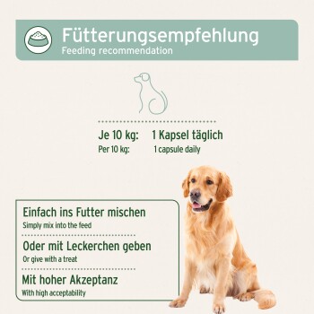Ein Golden Retriever neben einer Fütterungstabelle mit Dosierungsanweisungen und Tipps zum Mischen von Futter oder Leckerlis.