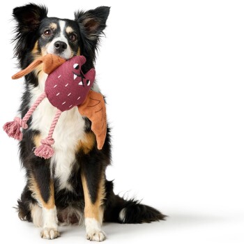 Ein verspielter schwarz-brauner Hund hält ein buntes Plüschspielzeug in Form eines Vogels mit Flügeln und Schnabel, mit pinken Quasten.