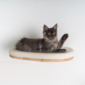 Eine flauschige graue Katze mit auffälligen gelben Augen liegt auf einem stilvollen, cremefarbenen Katzenplatz vor einer weißen Wand.