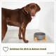 Ein brauner Hund steht neben einer grauen Schüssel auf einem Holzständer, mit einer hellen Wand und einem Boden dahinter. Text: "Schönes für dich & deinen Hund."