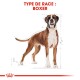 Boxer Adulte Croquettes Chien 12 kg