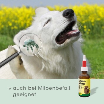 Ein weißer Hund kratzt sich mit einer Lupe am Ohr, die einen Milbenbefall zeigt, neben einer Flasche "Ohrenpflege".