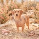 Kleiner beiger Hund in rosafarbenem, gemustertem Geschirr steht auf Kies zwischen Felsen und Wüstenblumen (Gesicht unscharf).