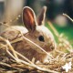 Bachblüten Globuli - Vet Toxx 10g