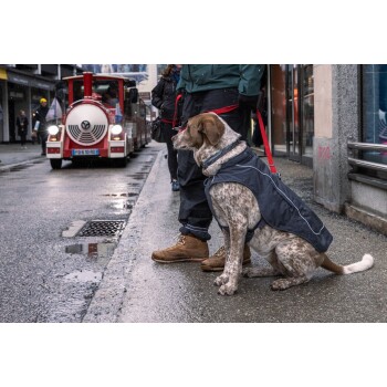 Ein brauner und weißer Hund in einer dunklen Jacke sitzt auf einer nassen Straße und schaut auf einen roten und weißen Touristenzug, der im Hintergrund näherkommt.