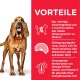Ein glücklicher brauner Hund mit schlappen Ohren steht neben einem roten Abschnitt, der Vorteile auflistet: niedrige Kalorien, L-Carnitin, Sättigung und Omega-6 mit Vitamin E.