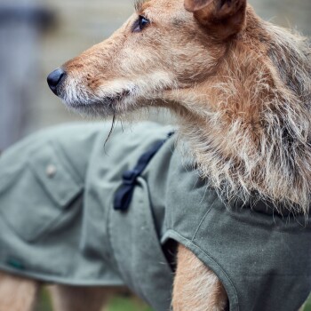 Nahaufnahme eines Hundes in einem grünen Mantel, der sein Profil zeigt, mit Fokus auf seinem Fell und seinen Gesichtszügen.