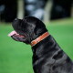 Zijprofiel van een grote zwarte hond met bruine leren halsband met gesp, bek open en tong uit, onscherpe groene parkachtergrond.