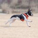 Ein schwarz-weißer Hund, der ein oranges Geschirr trägt, läuft fröhlich über ein grasbewachsenes Feld.