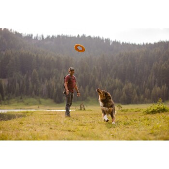 Ein Mann in einem roten Hemd wirft einen Frisbee, während ein brauner und weißer Hund ihn eifrig in einem mit Bäumen umgebenen Grasfeld verfolgt.