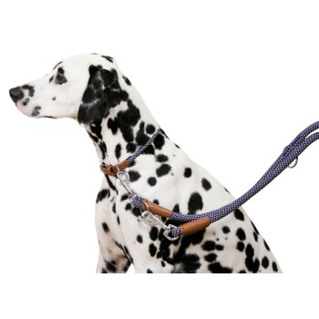 Dalmatiner-Hund trägt eine schwarz-weiße geflochtene Leine und Halsband mit Lederakzenten vor weißem Hintergrund.