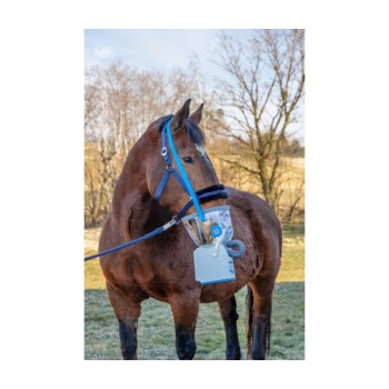Ein braunes Pferd mit einer blauen Halfter und einer speziellen Atemmaske mit einem Schlauch, das im Freien vor einem verschwommenen Hintergrund von Bäumen steht.