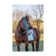 Ein braunes Pferd mit einer blauen Halfter und einer speziellen Atemmaske mit einem Schlauch, das im Freien vor einem verschwommenen Hintergrund von Bäumen steht.
