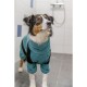 Ein flauschiger Hund in einem türkisfarbenen Bademantel steht in einem gefliesten Badezimmer und schaut mit einem neugierigen Ausdruck nach oben.