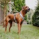 Ein brauner Hund mit einem blauen Geschirr steht auf Gras, schaut mit einem glücklichen Ausdruck nach oben, umgeben von Bäumen und einem Weg.