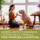 Une femme interagit avec un golden retriever près d'une fenêtre. Texte : "Ingrédients limités, contient de la citrouille pour la digestion."