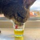 Eine Nahaufnahme des Gesichts einer Katze, die ein kleines Glas mit gelblichem Flüssigkeit und einer rosa Pille leckt, vor einem Fensterhintergrund.